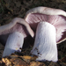 Blewit - Photo (c) randomtruth, some rights reserved (CC BY-NC-SA)