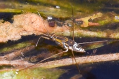Limnogonus fossarum gilguy
