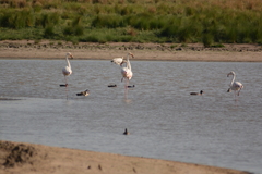 Phoenicopterus roseus