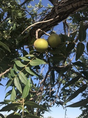 Juglans microcarpa