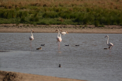 Phoenicopterus roseus