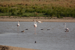 Phoenicopterus roseus