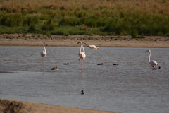 Phoenicopterus roseus