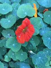 Tropaeolum majus