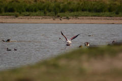 Phoenicopterus roseus