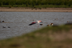 Phoenicopterus roseus