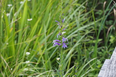 Lobelia sessilifolia
