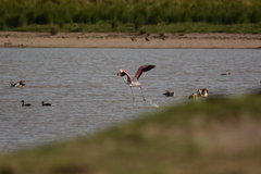 Phoenicopterus roseus