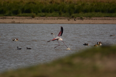 Phoenicopterus roseus
