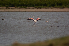 Phoenicopterus roseus