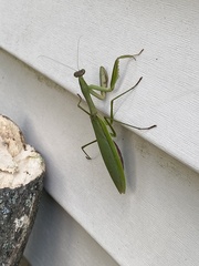Tenodera
