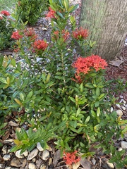 Ixora coccinea