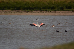 Phoenicopterus roseus