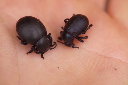 Bloody-nosed Beetle, 79219 Staufen im Breisgau, Deutschland, photo 10 of 10