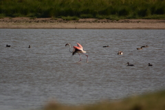 Phoenicopterus roseus