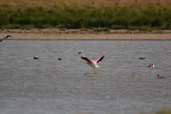 Phoenicopterus roseus