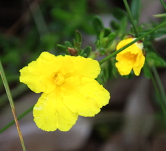 Hibbertia hypericoides