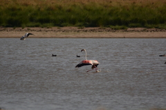 Phoenicopterus roseus