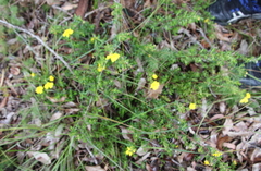 Hibbertia hypericoides