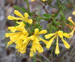 Lambertia multiflora