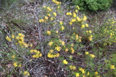 Lambertia multiflora