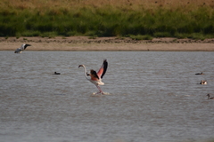 Phoenicopterus roseus
