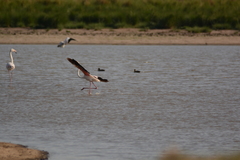 Phoenicopterus roseus