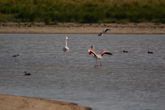 Phoenicopterus roseus