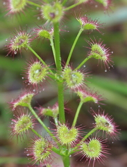 Drosera porrecta