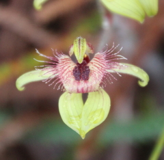 Caladenia discoidea