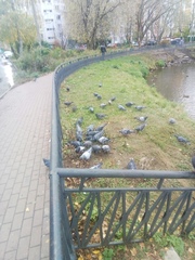 Columba livia domestica