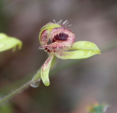 Caladenia discoidea