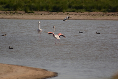 Phoenicopterus roseus