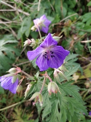 Geranium pratense