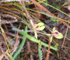 Caladenia discoidea