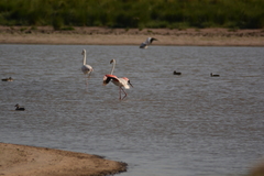 Phoenicopterus roseus