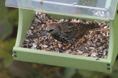 Sturnus vulgaris