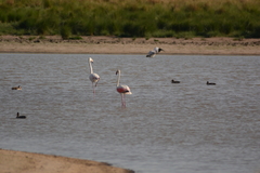 Phoenicopterus roseus