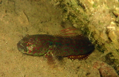 Cryptocentroides arabicus