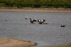 Alopochen aegyptiaca