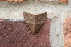 Ophisma