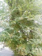 Ulmus pumila