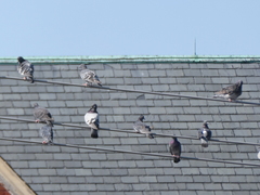 Columba livia