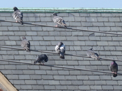 Columba livia