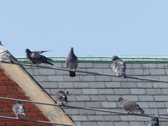 Columba livia