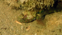 Cryptocentroides arabicus