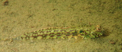 Cryptocentroides arabicus