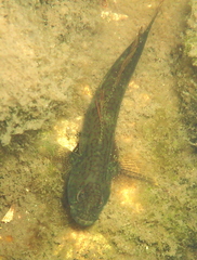 Cryptocentroides arabicus
