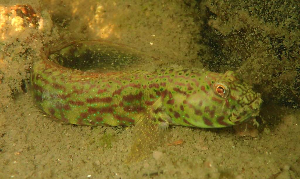 Arabian Goby