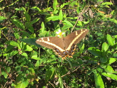 Heraclides andraemon